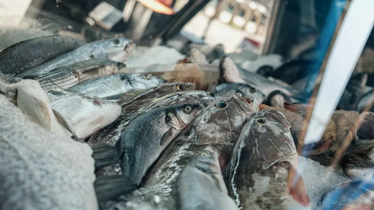¿Cuánto cuesta Starlink para un barco de pesca? Las partidas y el retorno