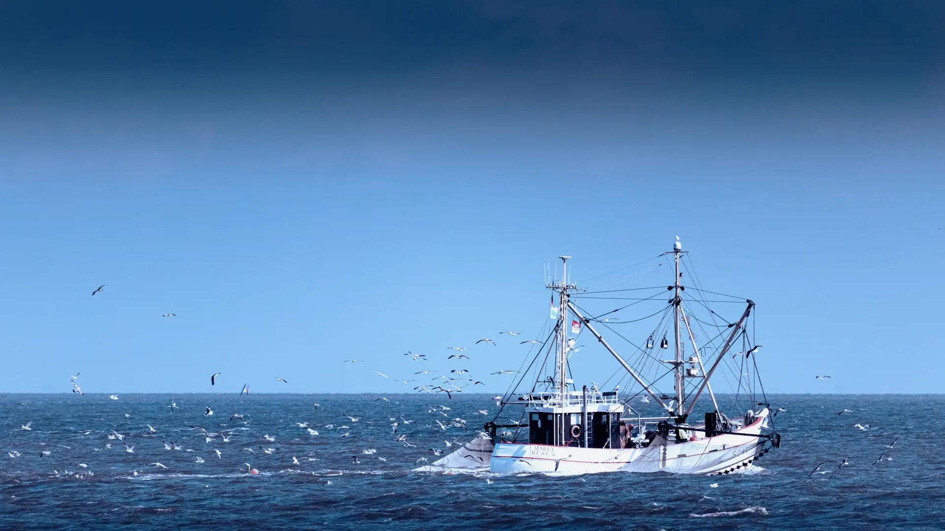 Arrastrero profesional navegando en alta mar rodeado de gaviotas